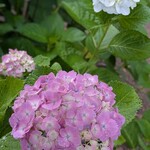 カドモト珈琲店 - やっと咲いたよぉ〰️紫陽花‥✼*