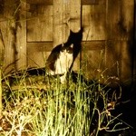 ふじわら - 坪庭に現れた猫^^