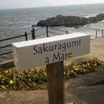 SAKURAGUMI - 絵になります