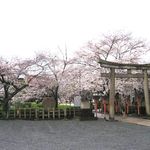 Miyakoyasai Kamo - 六孫王神社の桜(2014.03)