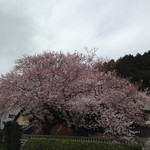 食堂 松月 - 形原岩上神社の桜
２０１５年４月２日