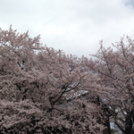 食堂 松月 - 形原岩上神社の桜
      ２０１５年４月２日