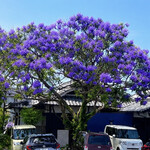 羅座亜留 炭火焼珈琲自家焙煎所 JACARANDA COFFEE ROASTERY - 