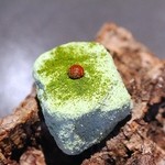 フロリレージュ - 投影　ハコベ