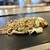お好み焼き鉄板焼き 塚本 - 料理写真:ミックス焼きそば（1250円）