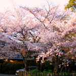円山公園の穴場♪