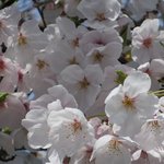 ミキ フルーツ カフェ - 