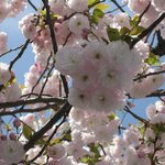 ミキ フルーツ カフェ - 