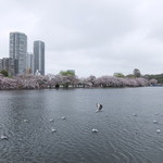 池の端 藪蕎麦 - 池の端 藪蕎麦 近くの 不忍池 2015年4月