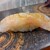 鮨 ヒカリズキ - 料理写真:釣りキジハタ