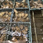 旬彩酌ビストロ志摩半島 - 佐藤養殖場直送生牡蠣