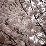 松川 - 【春】六本木アークヒルズの桜が舞い散る...(2015.04.04)