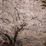 松川 - 【春】六本木アークヒルズの桜が舞い散る...(2015.04.04)