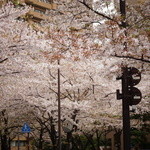 松川 - 【春】六本木アークヒルズの桜が舞い散る...(2015.04.04)