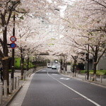 松川 - 【春】六本木アークヒルズの桜が舞い散る...(2015.04.04)