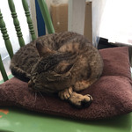 ガレージハウス - 2015年4月初旬  お店の端の椅子の上で、ネコが寝ていました。調理場にはネコが入れないように網戸で仕切られていました。