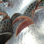 鳥平 - こはだ　のUP