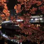 Choujuusai Gyo Aikawa - 大岡川の桜