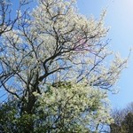 ローザンベリーショップ - 桜でも白い桜✿