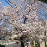 リストランテツヅキ - 窓からの桜