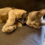 CHILL NEKO - 