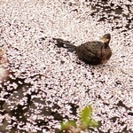 ル・ジャルダン - 神田川の桜と川鵜