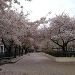 御料理 堀川 - 2015.04.05 滝川公園 雨に打たれて散る桜
