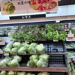 ベイシア - 料理写真:生鮮野菜コーナー♫
