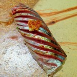 鮨 銀座 おのでら - (2015.4)アジ