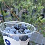 いやしのベリー - ドリンク写真: