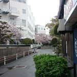 Oshokujidokoro Mori - 桜舞うもり食堂の美しい