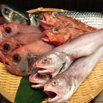 Gyosaiomotenashikitagawa - 鮮魚いろいろ