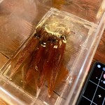 函館 開陽亭 - 