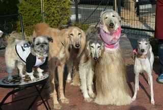 杜の都で看板犬と食事 現在22店っ 仙台 食べログまとめ