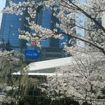 梅丘寿司の美登利 - TBS前の満開の桜