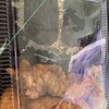 お弁当 一番 - 