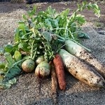 ショクヤボ農園 - 収穫体験