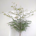 リストランテ ボルゴ・コニシ - グリーンを基調とした清々しい店内