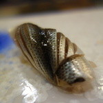 鮨 村上二郎 - 最後にやっぱりこはだ