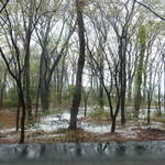 森のフレンチAoyagi - 窓の外は林