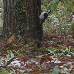 森のフレンチAoyagi - キツツキが住んでいます