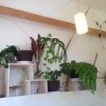 またまた植物