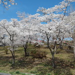 三好屋 - 夜ノ森公園（2015年4月9日）