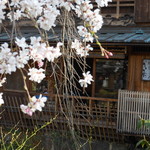 Sakamoto - 桜越しに白川対岸からみたお店