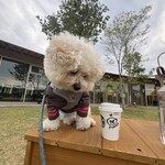 スターバックス コーヒー - 