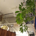 HADEN BOOKS: by GreenLand - 内観