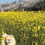 支那そば 伊藤 - 