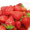 石井農園　Erdbeere