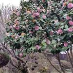 民宿すぎの子 - すぎの子さんの庭にもキレイな花が咲いています