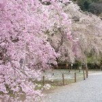 民宿すぎの子 - 宿の近くの桜の名所、「清雲寺のしだれ桜」